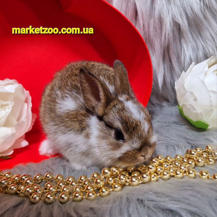 Голандський міні кролик золотистого окрасу