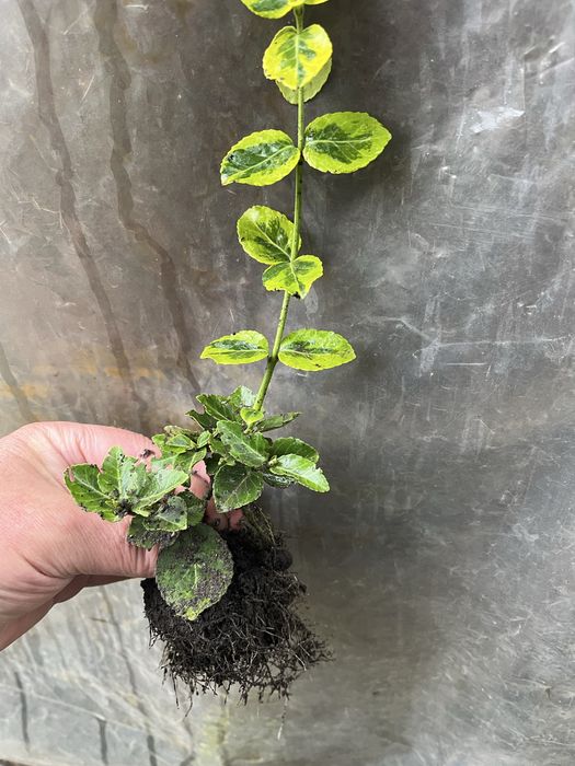 Продам кущі Бересклет