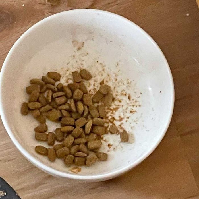 15 kg Comida de gato ADULTO