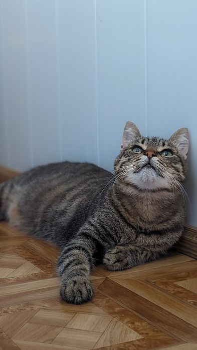 Красивая Рыся бесплатно