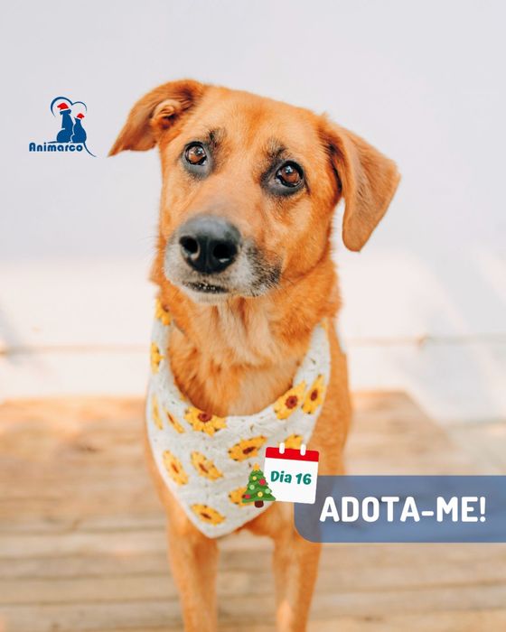 Chica - cadela porte medio grande