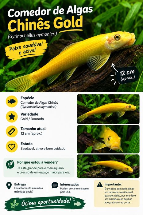 Comedor de Algas Chinês Gold – 12 cm