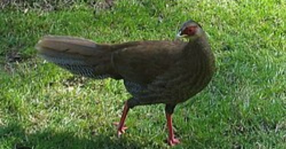 Sprzedam bażanty Samice Srebrne