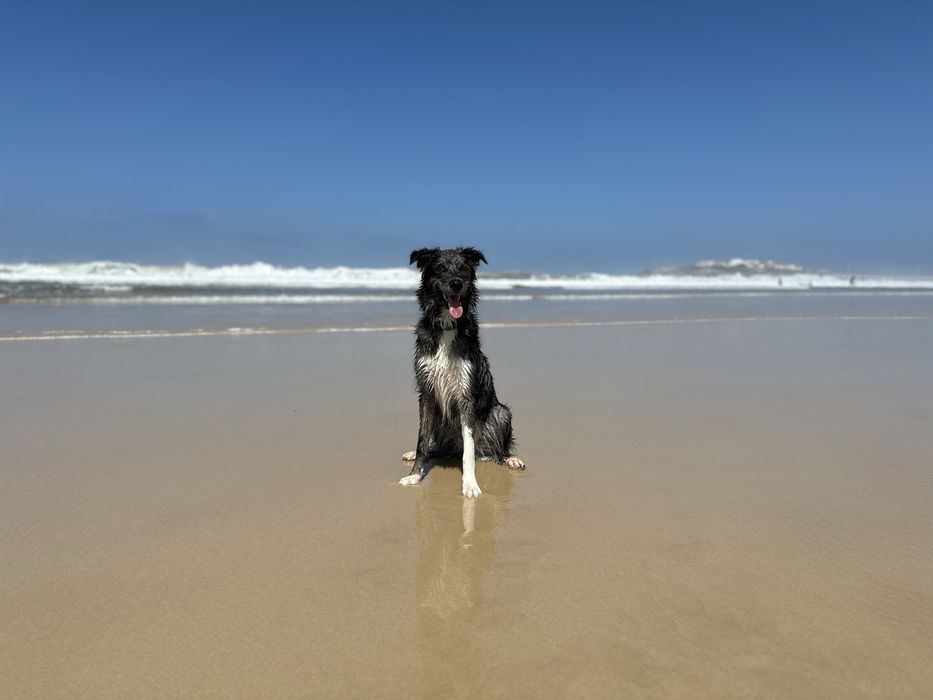 Border Collie macho Blue Merle disponível para acasalamento