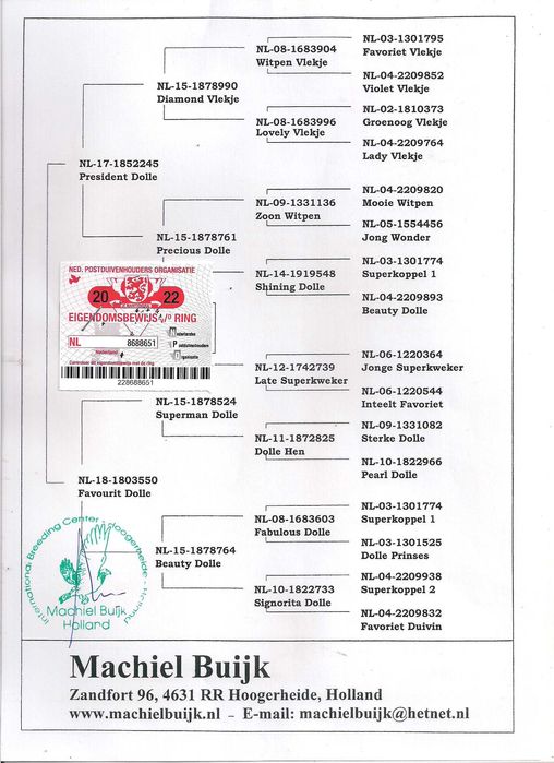 Młode Ardeny Org M. Buijk Para 135 gołębie pocztowe gołąb daleki dysta