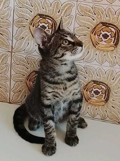 Gato bebé para adoção consciente