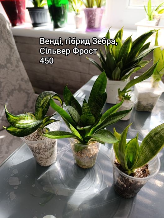 Сансевієрія Деніс, Філіппіни шикарна генетика