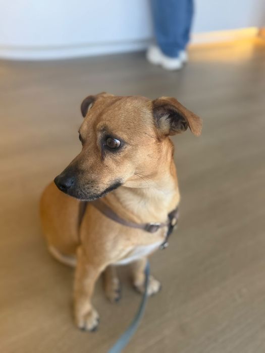 Cão para adoção responsável