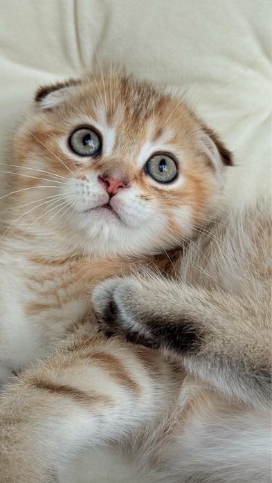 Висловухий шотландський хлопчик, scottish fold, шотландські кошенята