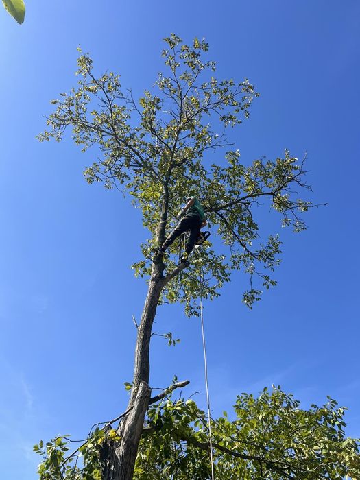 Спил деревьев. Спил дерев.расчистка участков. Культивация огорода