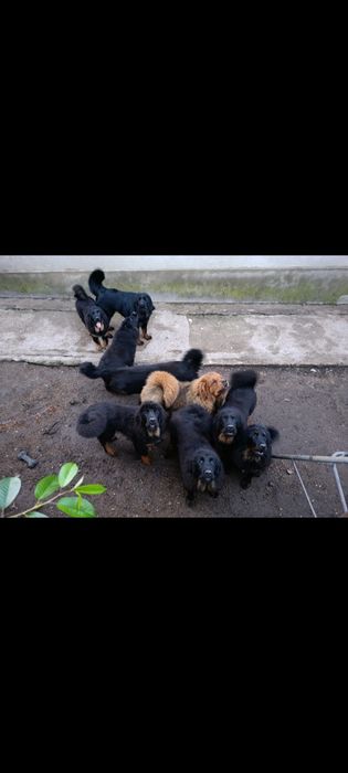 Тибетский мастиф / Титулованные родители / Готовы к переезду