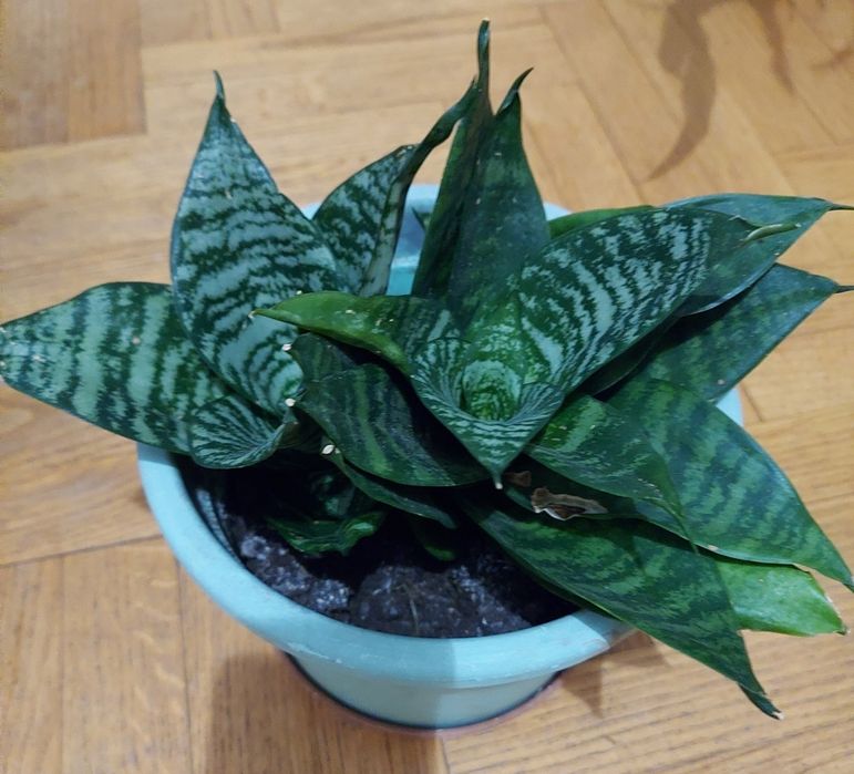 Sansewieria, wężownica