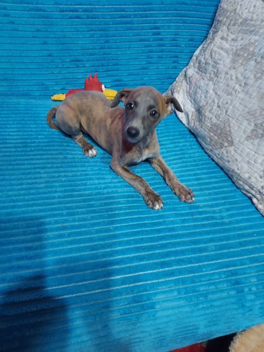 Chart Angielski Whippet piesek
