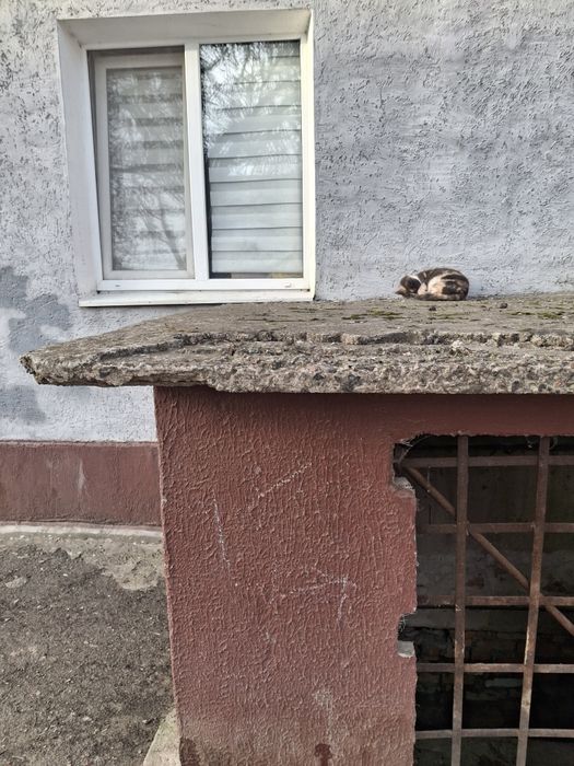 Спасите кошечку,ее вынесли и уехали