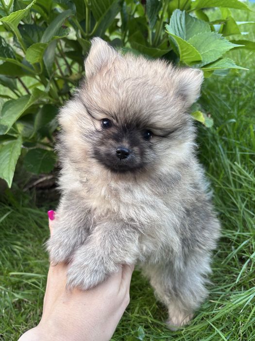 Szpic miniaturowy piesek