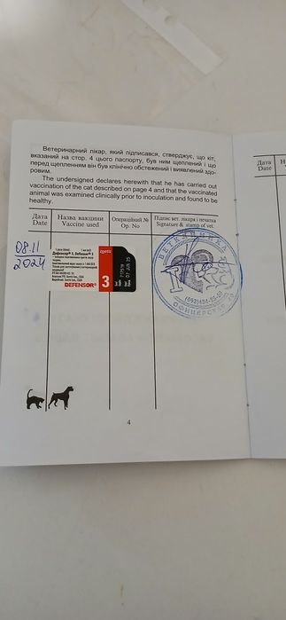 ВЯ'ЗКА !!! Читати уважно.  Чихуахуа наречений шукає наречену