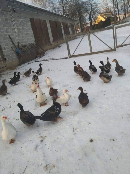 Sprzedam gęsi, kaczki, perliczki