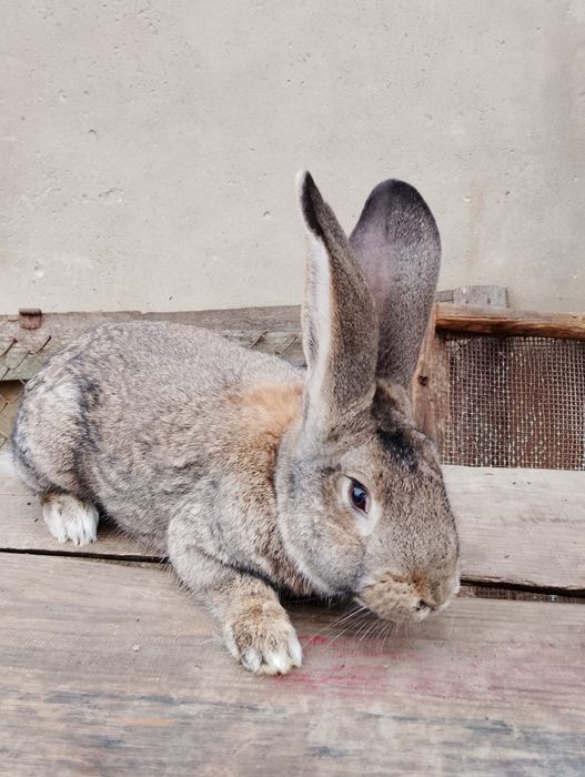 Продам кролі, самці