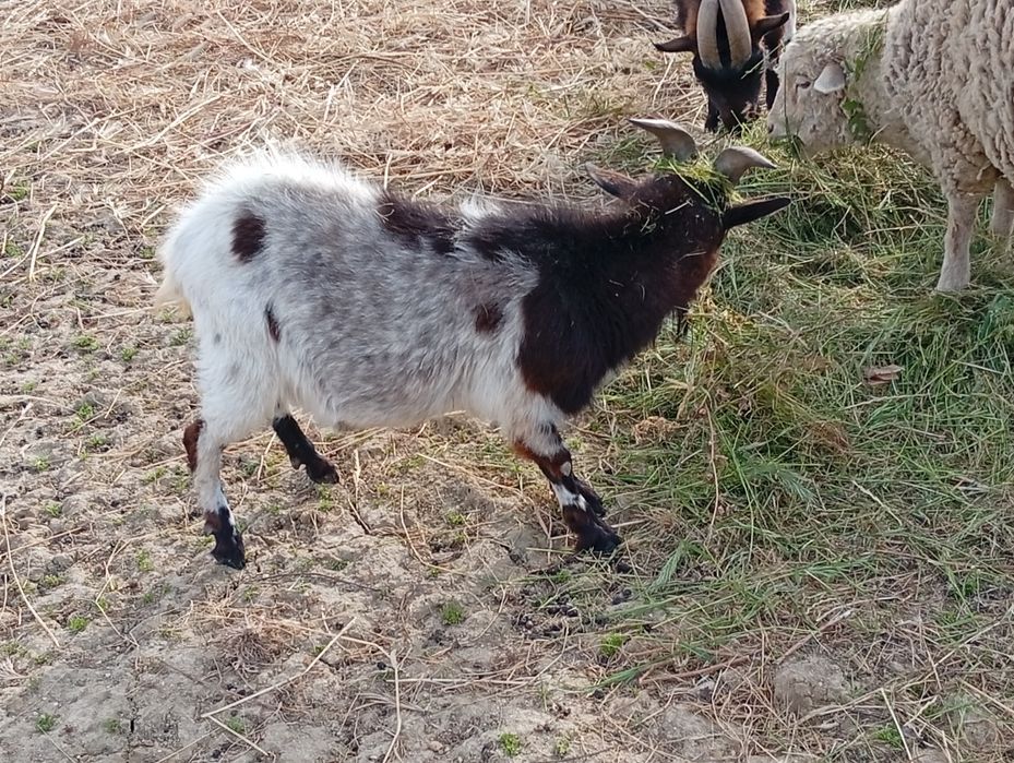 Cabras bebes anãs