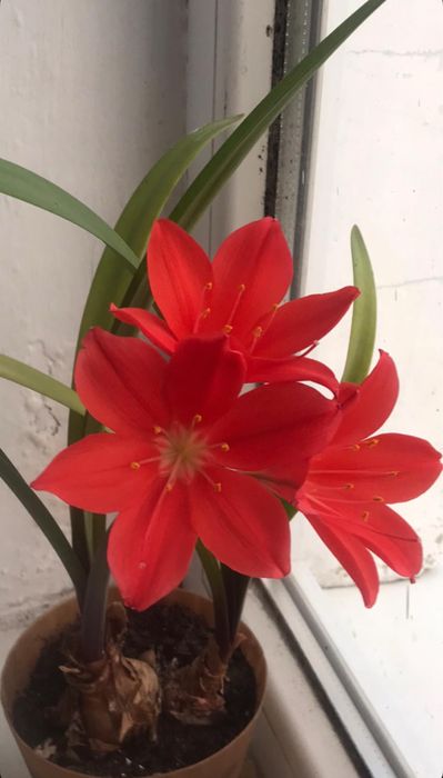 Обміняю або заберу ваші рослинки