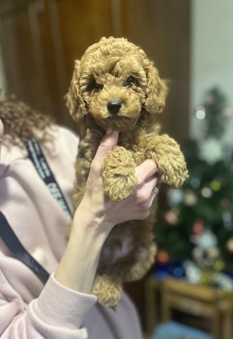 Хлопчик Той пудель