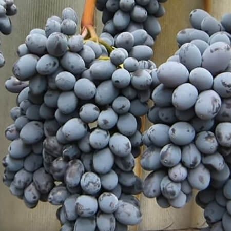 Зарезервую урожай винограду