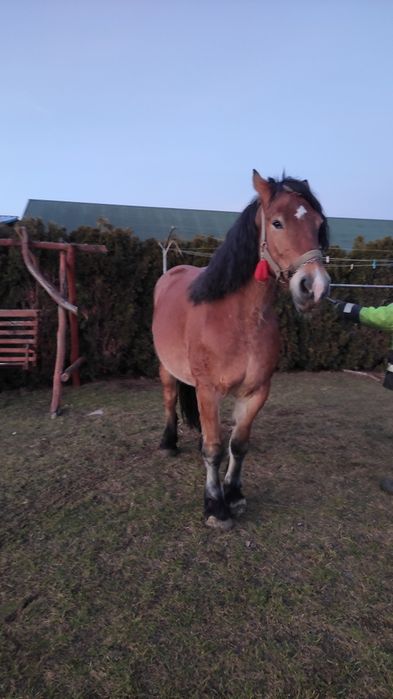 Dwie Klacze zimnokrwiste