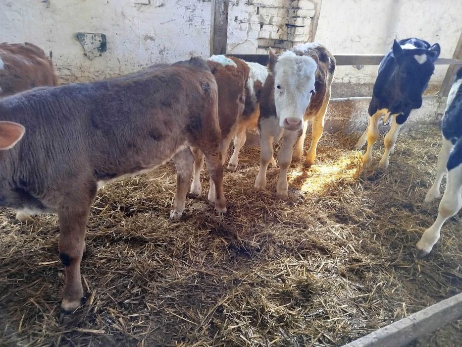 Sprzedam 9 byczków odsatków NCB SM