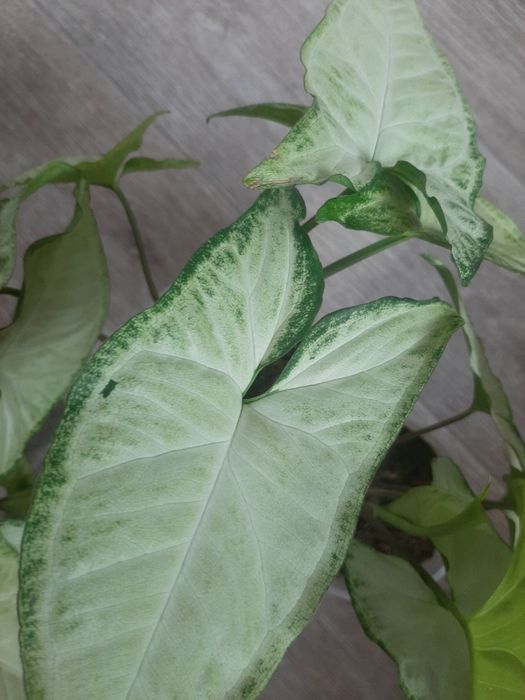 Сингоніум, 3 вазони