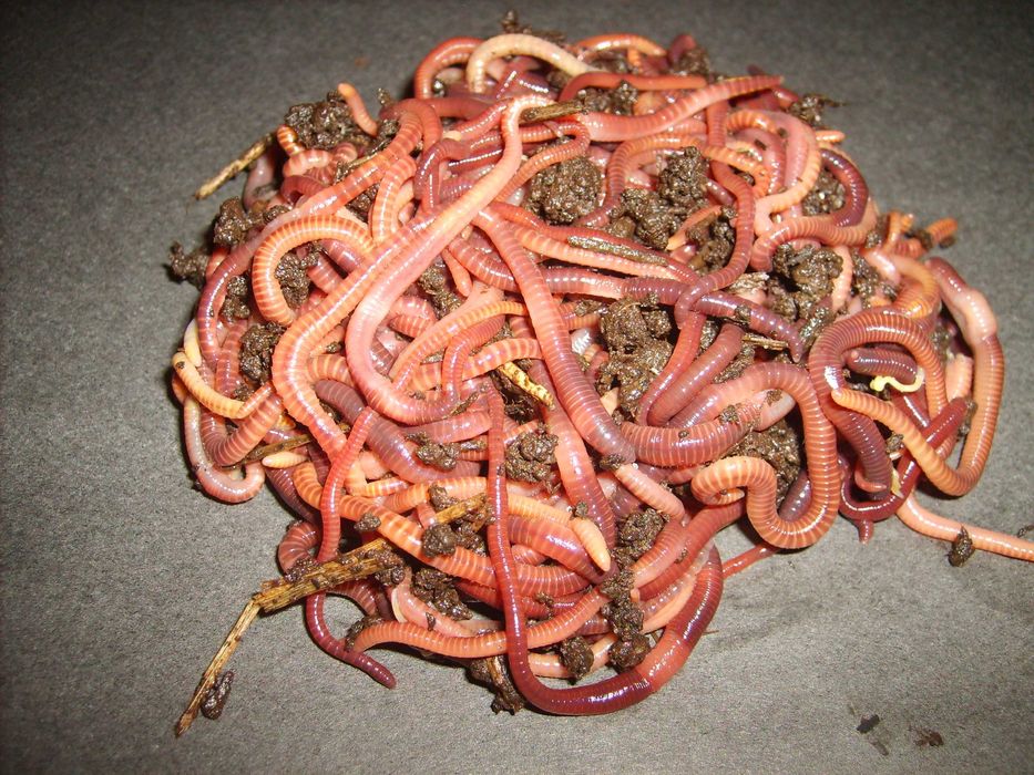 Dżdżownice kalifornijskie 500 szt