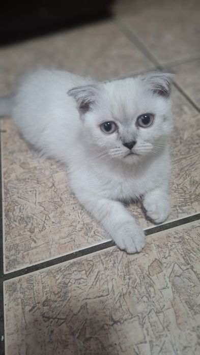 Кошеня Шотландський вісловухий хлопчик