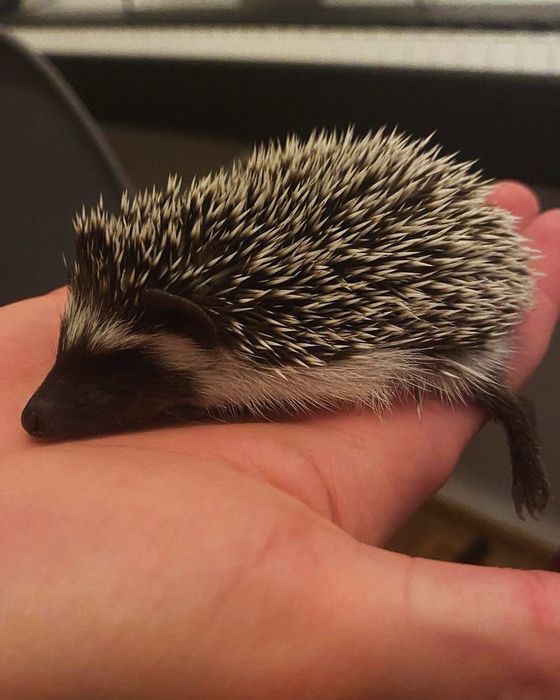 Młode Jeżyki Pigmejskie z Domowej Hodowli