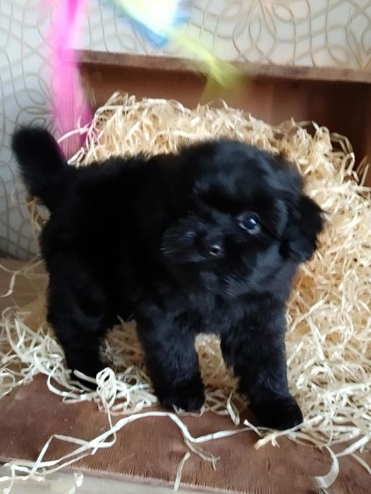 Дизайнерская мальтипушная красотка. Киев