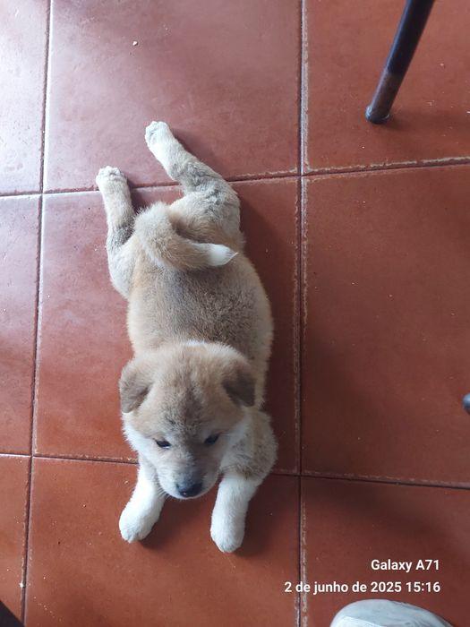 Akita inu japonês femea