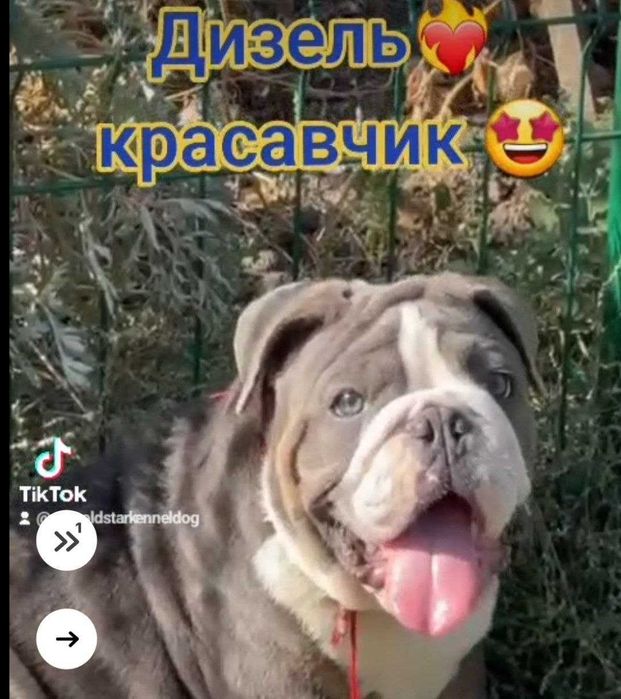 англійський бульдог merle blue tan, blue tan /black tan