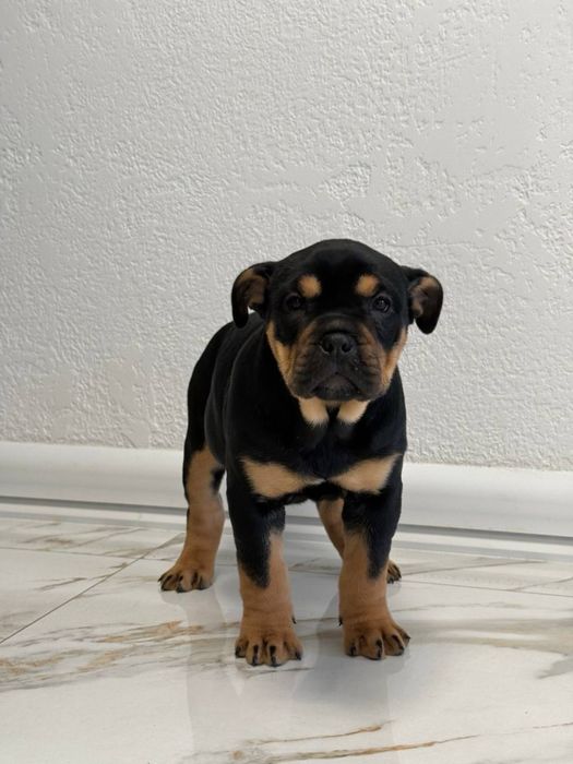 Кадебо(мальоркський мастиф)