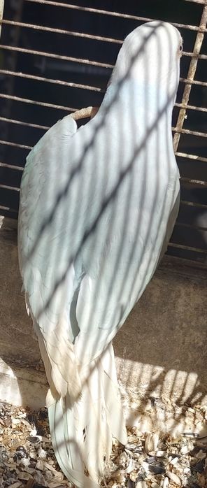 Vendo Ring neck 2025