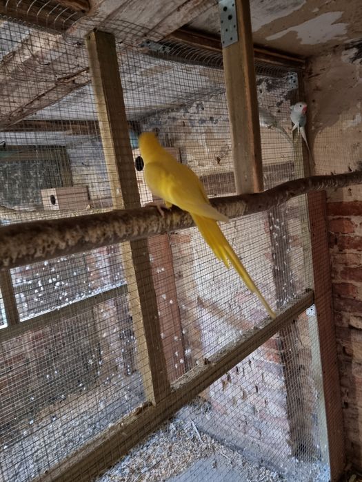 Aleksandretta obrożna żółta cremino