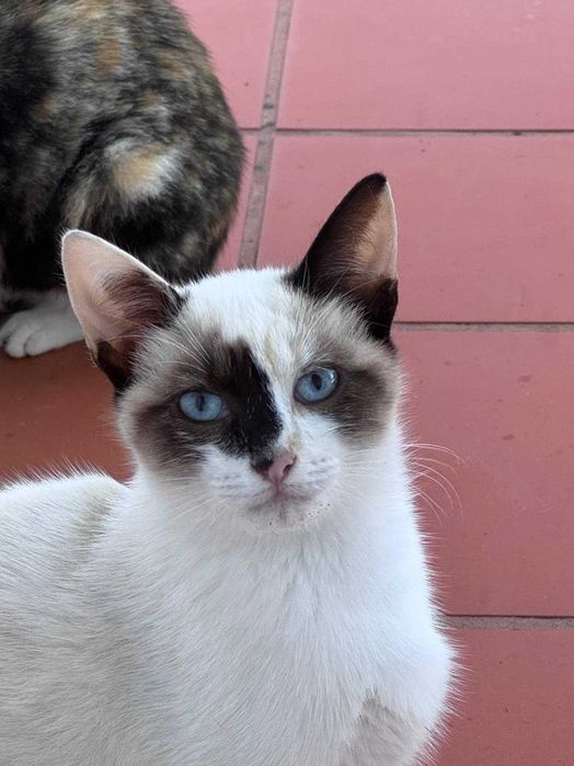 gatinhos 3 e 5 meses