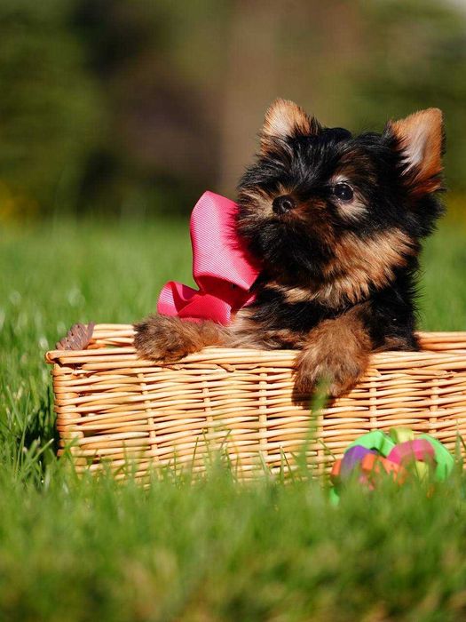 Ваш найкращий друг – цуценя йорка з серцем, повним любові