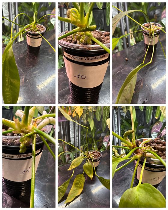Anthurium vittarifolium