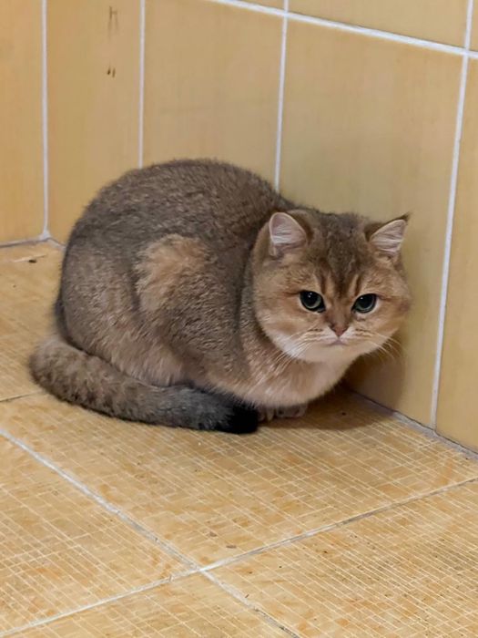 Золоте муркотливе щастя