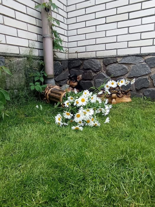 Чарівні малюки 3 міс.