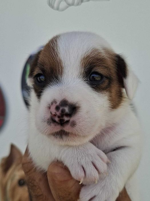 Jack Russel Terrier com LOP