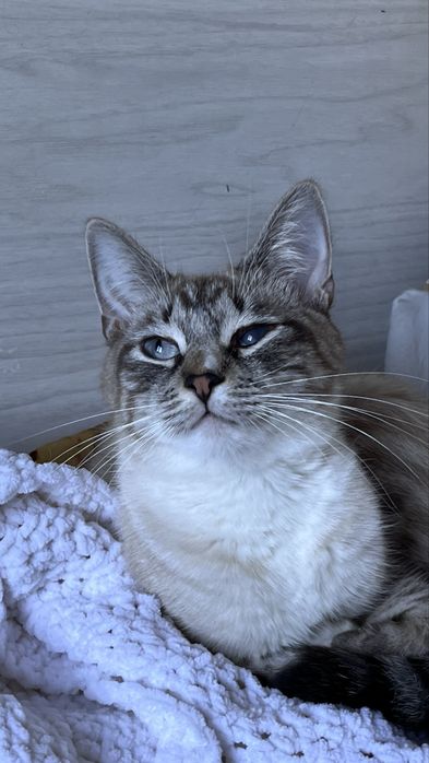 Молода кішека шукає дім.