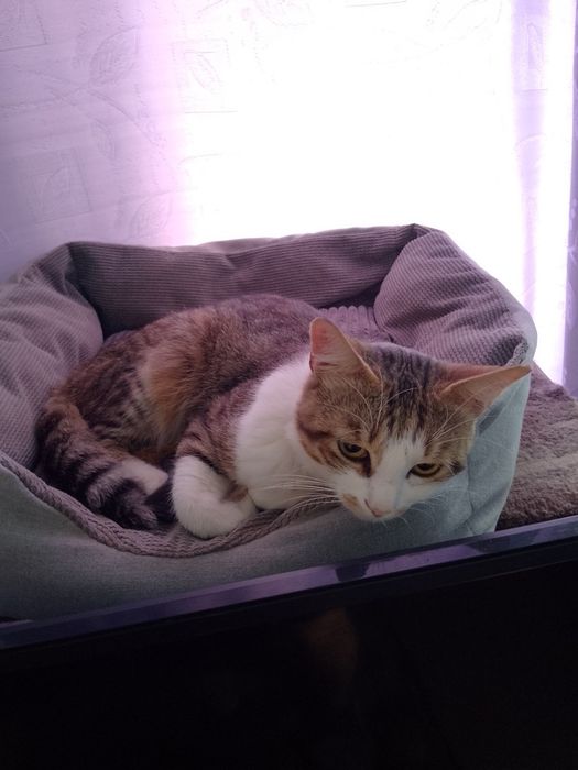 Корм для котиков.Бесплатно.