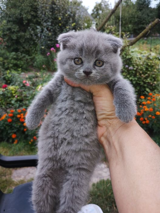 Кошенята Британці короткошерсті