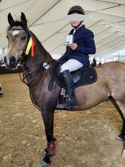 8-letni ŁAGODNY KUC DO SPORTU - kuc walijski