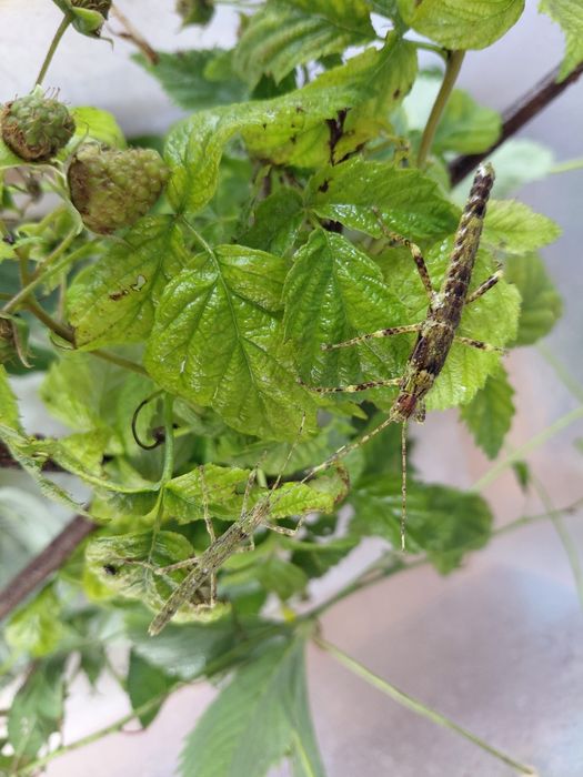 Straszyki nowogwinejskie Eurycantha calcarata