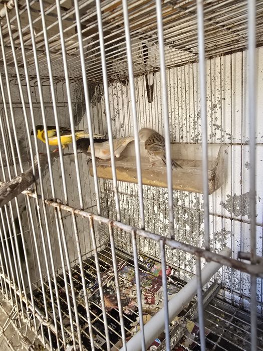 Vendo Canários 2023 /2024 e novos 2025